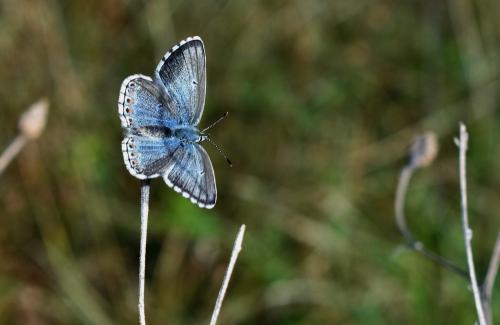 Réf. 350 135 : Polyommatus bellargus